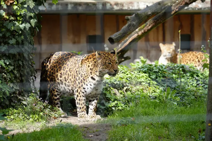 Zoologischer Stadtgarten Karlsruhe preview image