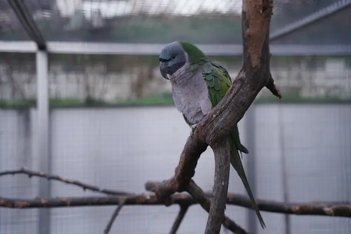 Bird Park Linkenheim preview image