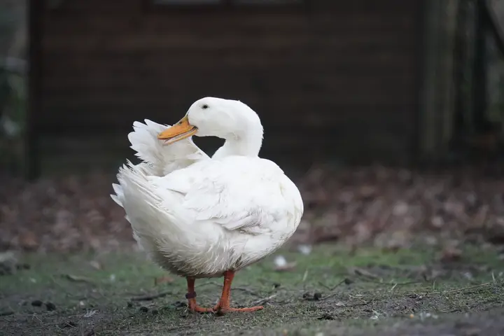 Bird Park Liedolsheim preview image